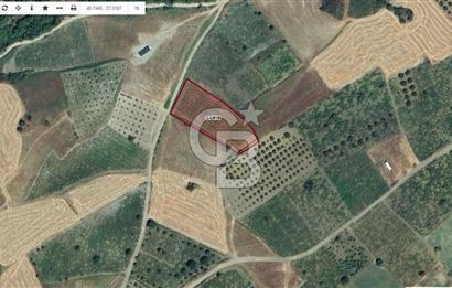 Tekirdağ Şarköy' de Yola Cepheli Satılık Tarla Üzüm Bağları