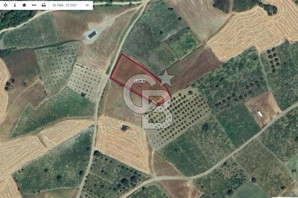 Tekirdağ Şarköy' de Yola Cepheli Satılık Tarla Üzüm Bağları