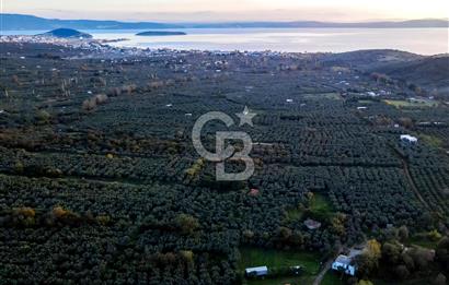CB EAGLE'DAN ERDEK HALİTPAŞA'DA 53.140 m² SATILIK ZEYTİNLİK