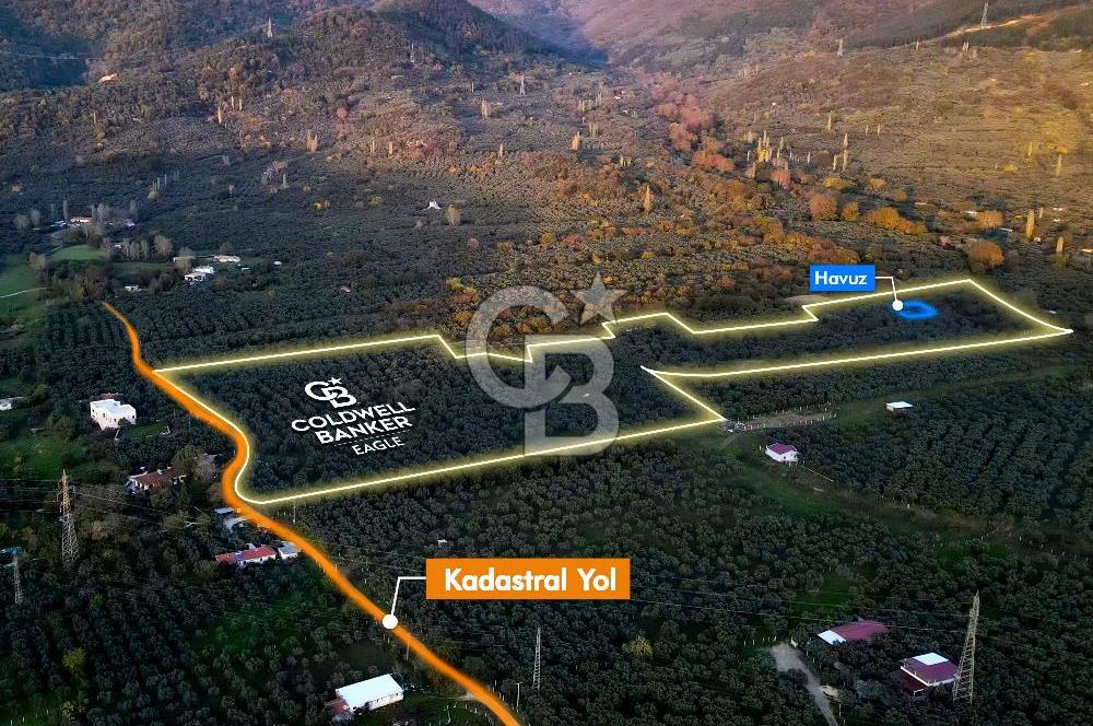 CB EAGLE'DAN ERDEK HALİTPAŞA'DA 53.140 m² SATILIK ZEYTİNLİK
