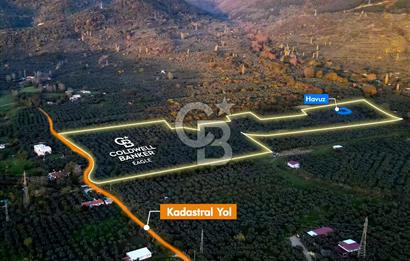 CB EAGLE'DAN ERDEK HALİTPAŞA'DA 53.140 m² SATILIK ZEYTİNLİK