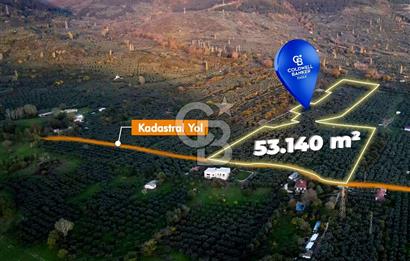 CB EAGLE'DAN ERDEK HALİTPAŞA'DA 53.140 m² SATILIK ZEYTİNLİK