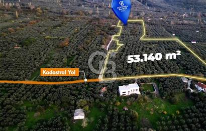 CB EAGLE'DAN ERDEK HALİTPAŞA'DA 53.140 m² SATILIK ZEYTİNLİK