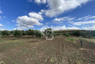 FOÇA YOLU ÜZERİ SATILIK TARLA - 2 - 314796