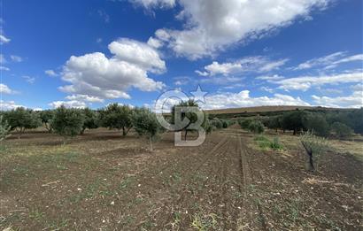 FOÇA YOLU ÜZERİ SATILIK TARLA