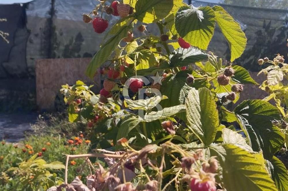 CB CITY'DEN DOĞANKAYA'DA SATILIK HOBİ BAHÇESİ