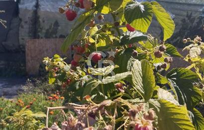 CB CITY'DEN DOĞANKAYA'DA SATILIK HOBİ BAHÇESİ