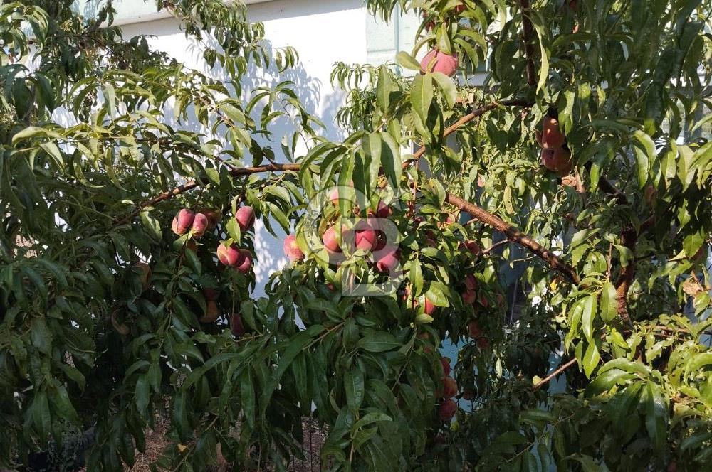 CB CITY'DEN DOĞANKAYA'DA SATILIK HOBİ BAHÇESİ