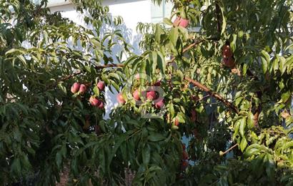 CB CITY'DEN DOĞANKAYA'DA SATILIK HOBİ BAHÇESİ