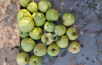 CB CITY'DEN DOĞANKAYA'DA SATILIK HOBİ BAHÇESİ