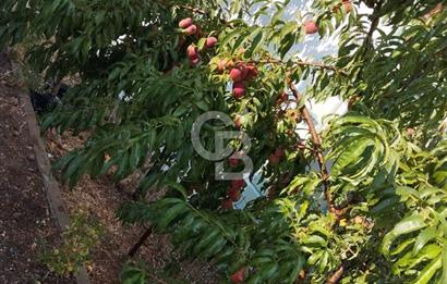 CB CITY'DEN DOĞANKAYA'DA SATILIK HOBİ BAHÇESİ