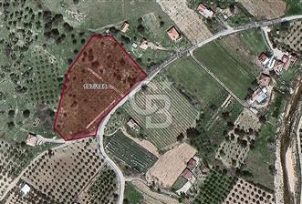                          İZMİR SEFERİHİSAR ORHANLI KÖYÜNDE SATILIK ZEYTİNLİK - 2 - 314881