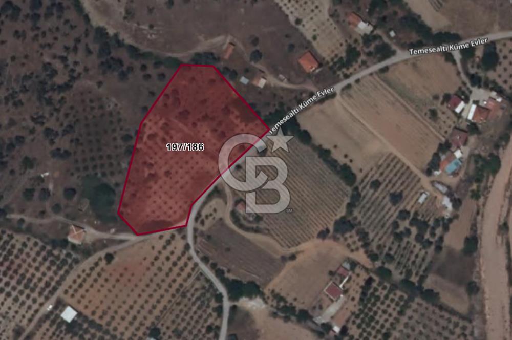                          İZMİR SEFERİHİSAR ORHANLI KÖYÜNDE SATILIK ZEYTİNLİK