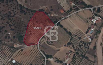                          İZMİR SEFERİHİSAR ORHANLI KÖYÜNDE SATILIK ZEYTİNLİK