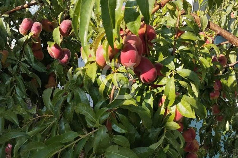 CB CITY'DEN DOĞANKAYA'DA SATILIK HOBİ BAHÇESİ