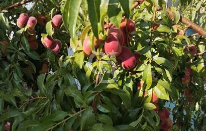 CB CITY'DEN DOĞANKAYA'DA SATILIK HOBİ BAHÇESİ