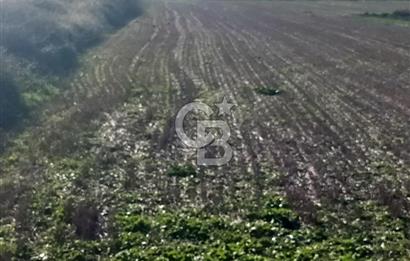 ÇANAKKALE / KÜÇÜKANAFARTALAR / ÇAYIRLAR MEVKİİ 5356 m2 TARLA