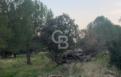 Bergama Kaşıkçı Köyünde 16.351,75 M2 Satılık Tarla