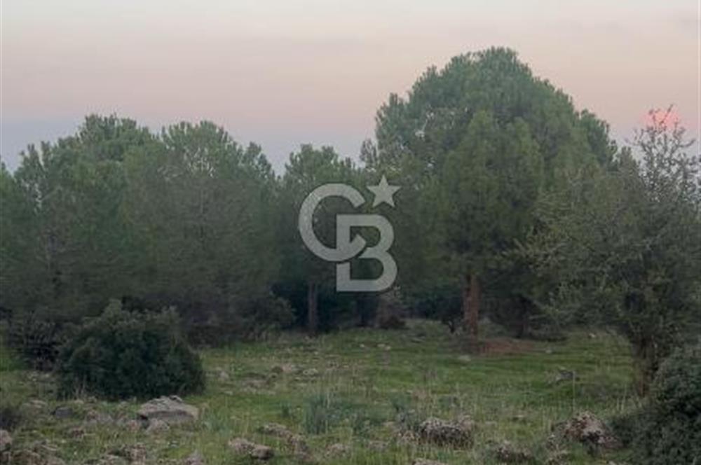 Bergama Kaşıkçı Köyünde 16.351,75 M2 Satılık Tarla