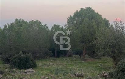 Bergama Kaşıkçı Köyünde 16.351,75 M2 Satılık Tarla