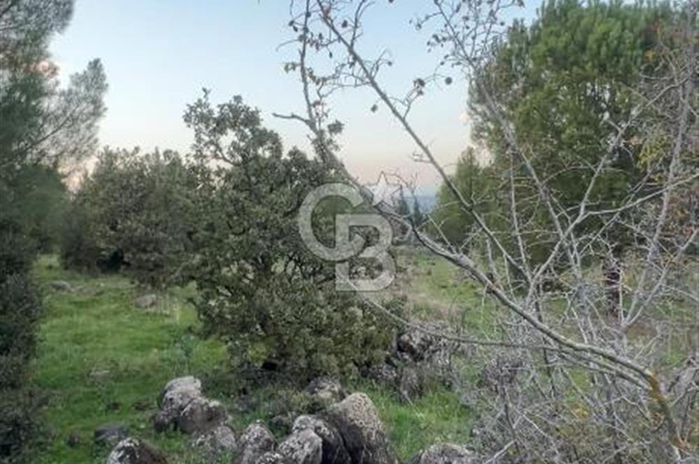 Bergama Kaşıkçı Köyünde 16.351,75 M2 Satılık Tarla