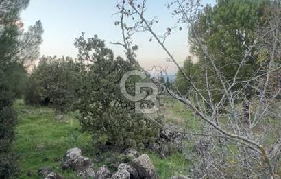 Bergama Kaşıkçı Köyünde 16.351,75 M2 Satılık Tarla