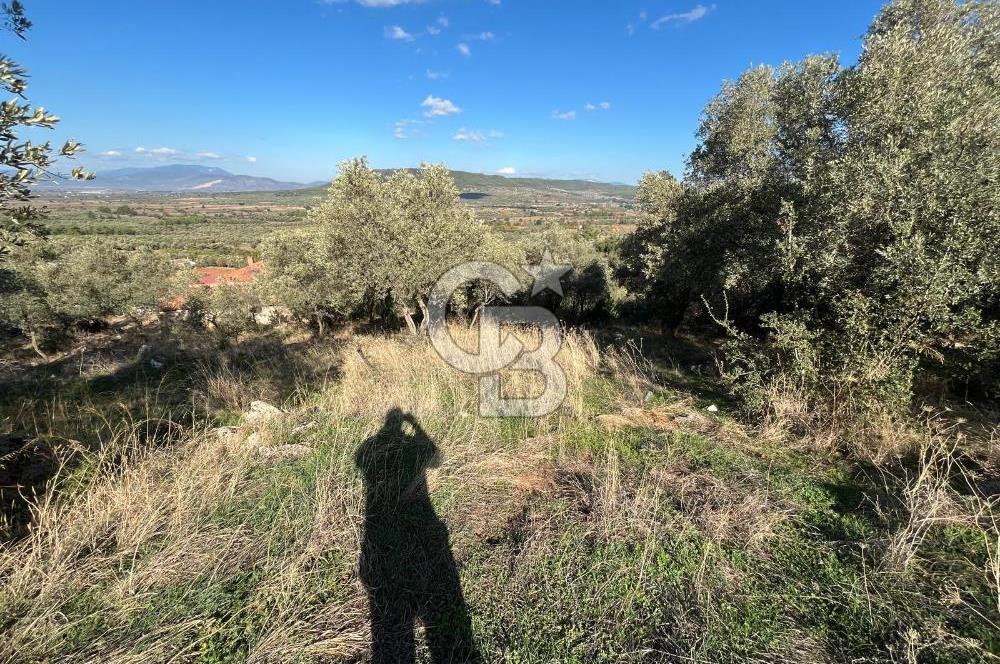 Milas Çamovalı'da Satılık 8 Dönüm Arsa