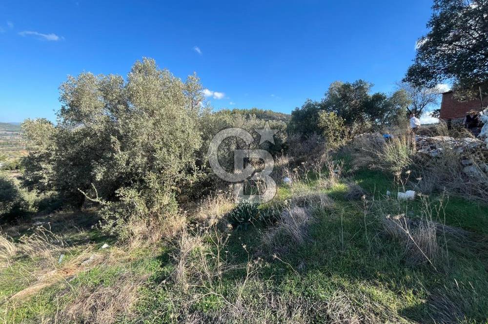 Milas Çamovalı'da Satılık 8 Dönüm Arsa