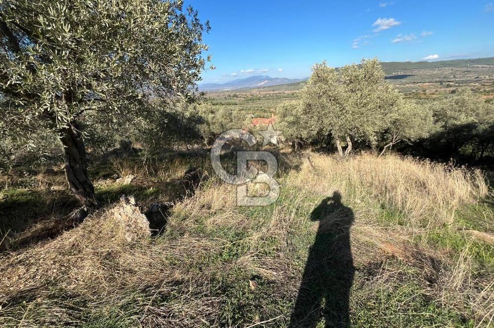 Milas Çamovalı'da Satılık 8 Dönüm Arsa