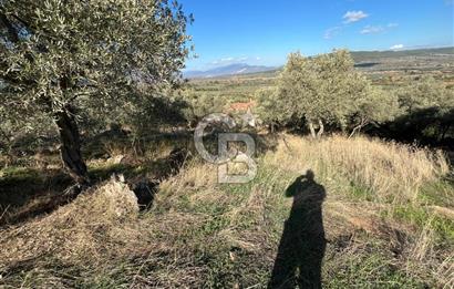 Milas Çamovalı'da Satılık 8 Dönüm Arsa