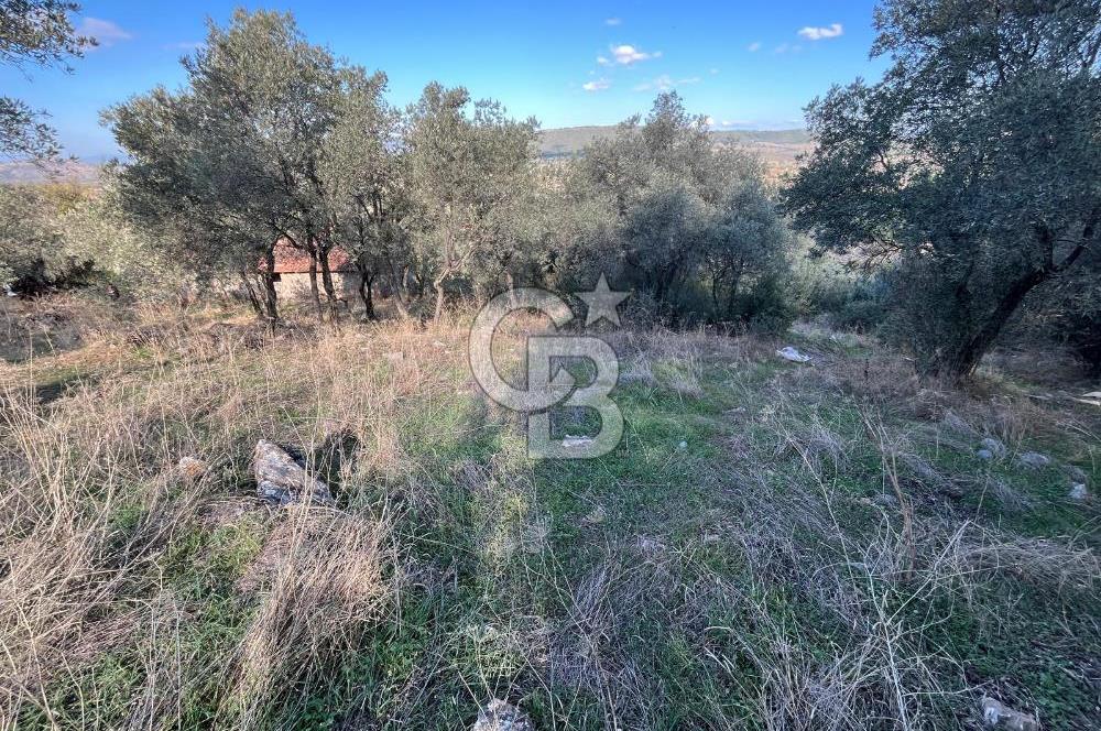 Milas Çamovalı'da Satılık 8 Dönüm Arsa