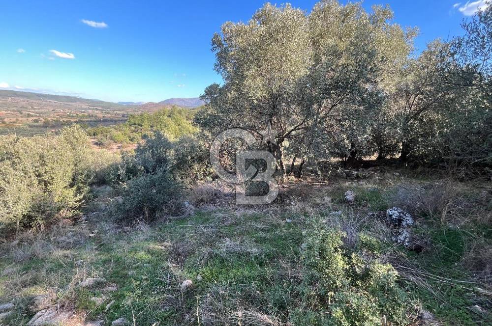 Milas Çamovalı'da Satılık 8 Dönüm Arsa