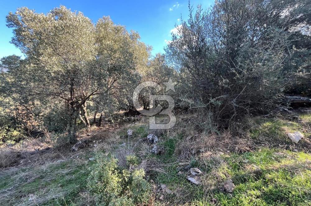 Milas Çamovalı'da Satılık 8 Dönüm Arsa