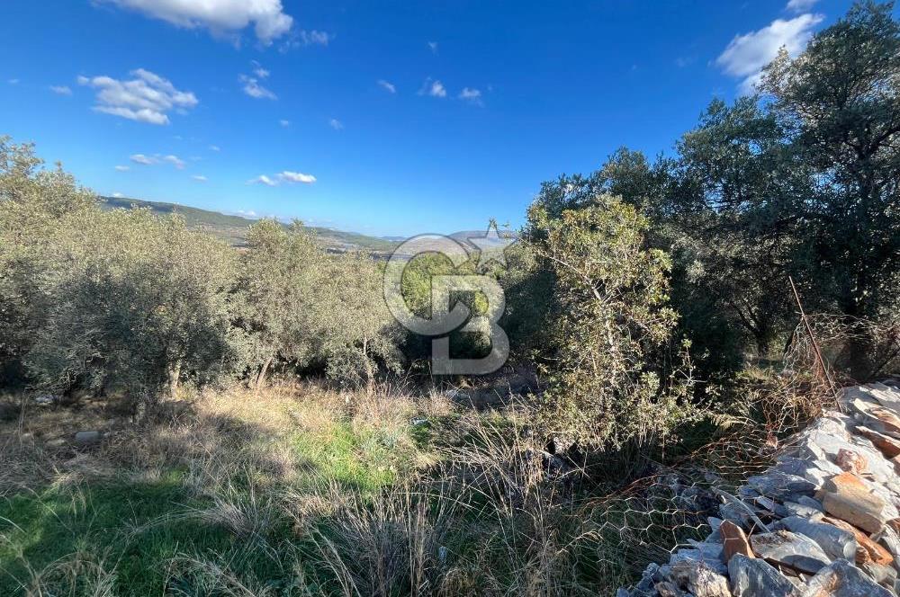 Milas Çamovalı'da Satılık 8 Dönüm Arsa