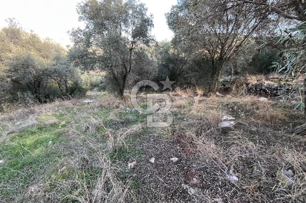 Milas Çamovalı'da Satılık 8 Dönüm Arsa