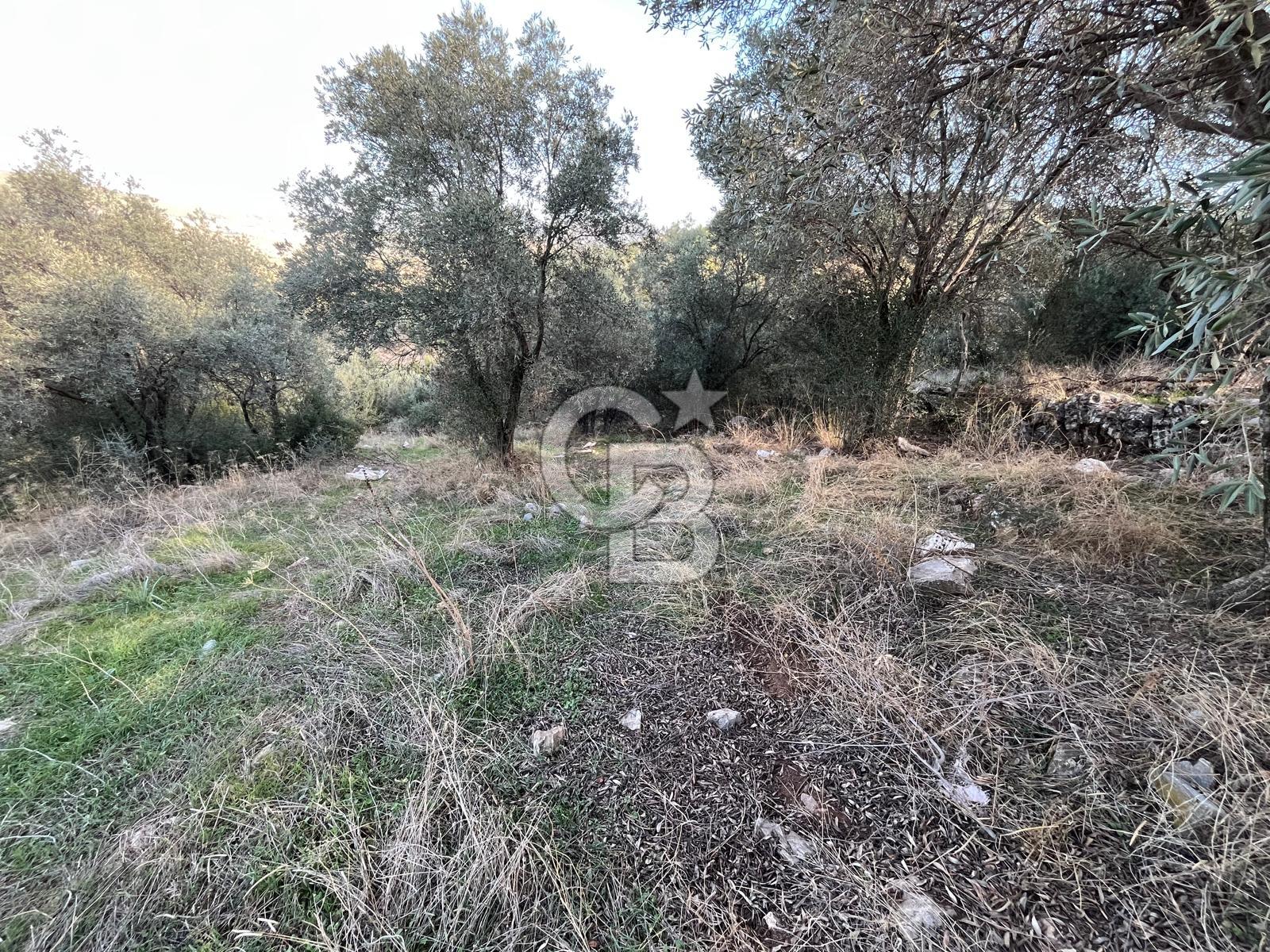 Milas Çamovalı'da Satılık 8 Dönüm Arsa