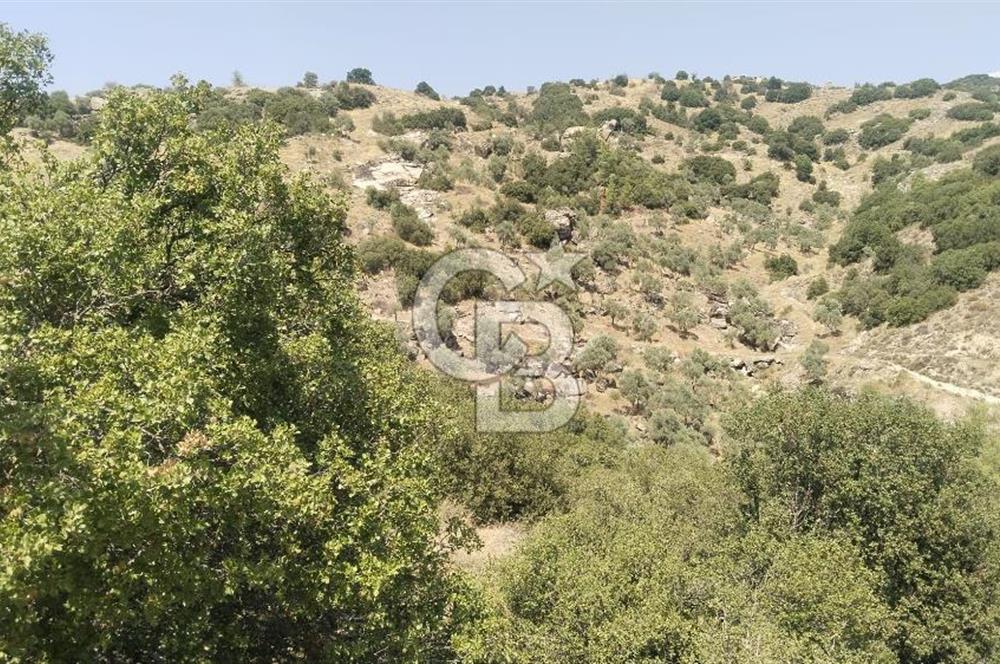 YATAĞAN YAVA KÖYÜNDE 19.258 M2 FIRSAT TARLA