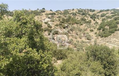 YATAĞAN YAVA KÖYÜNDE 19.258 M2 FIRSAT TARLA