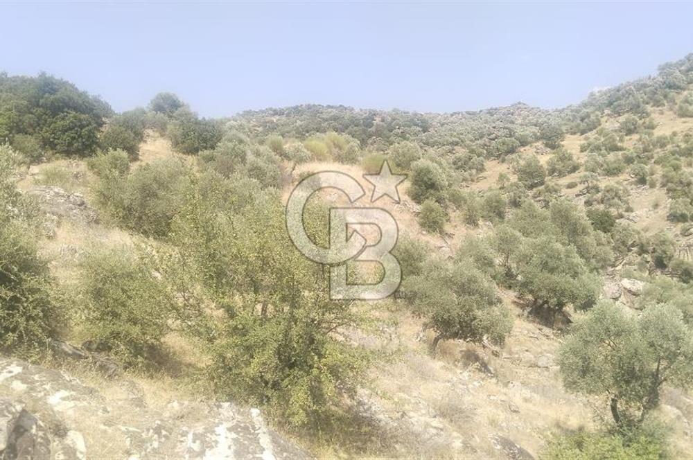 YATAĞAN YAVA KÖYÜNDE 27.578 M2 ZEYTİNLİK