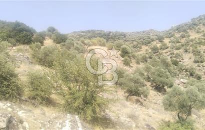 YATAĞAN YAVA KÖYÜNDE 27.578 M2 ZEYTİNLİK