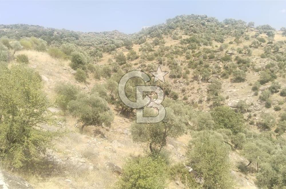 YATAĞAN YAVA KÖYÜNDE 27.578 M2 ZEYTİNLİK