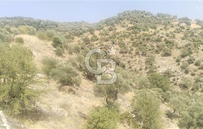 YATAĞAN YAVA KÖYÜNDE 27.578 M2 ZEYTİNLİK