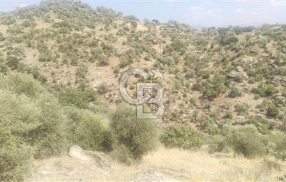 YATAĞAN YAVA KÖYÜNDE 27.578 M2 ZEYTİNLİK