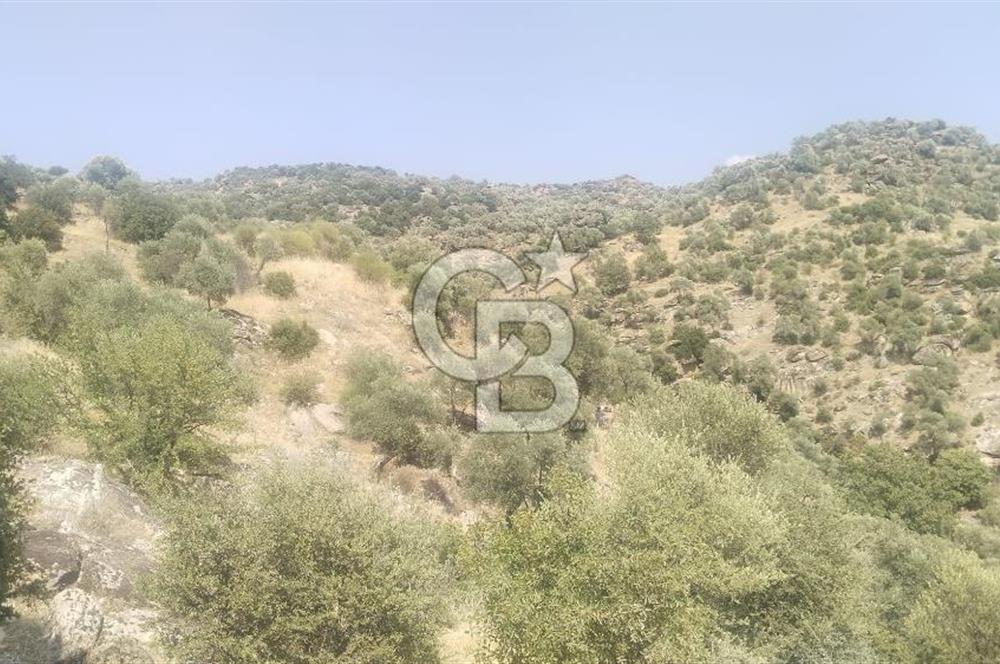 YATAĞAN YAVA KÖYÜNDE 27.578 M2 ZEYTİNLİK