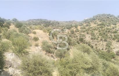 YATAĞAN YAVA KÖYÜNDE 27.578 M2 ZEYTİNLİK