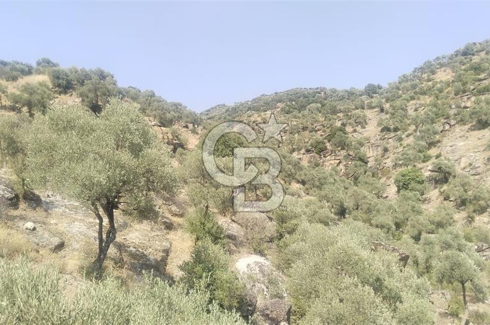 YATAĞAN YAVA KÖYÜNDE 27.578 M2 ZEYTİNLİK