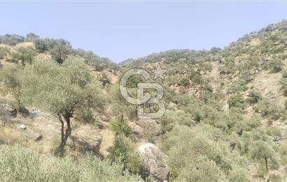 YATAĞAN YAVA KÖYÜNDE 27.578 M2 ZEYTİNLİK