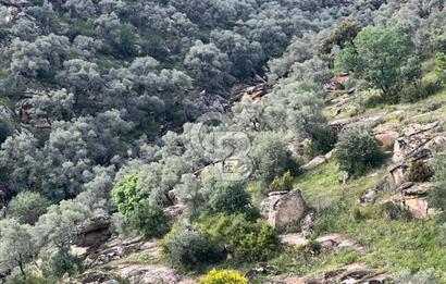 YATAĞAN YAVA KÖYÜNDE 27.578 M2 ZEYTİNLİK