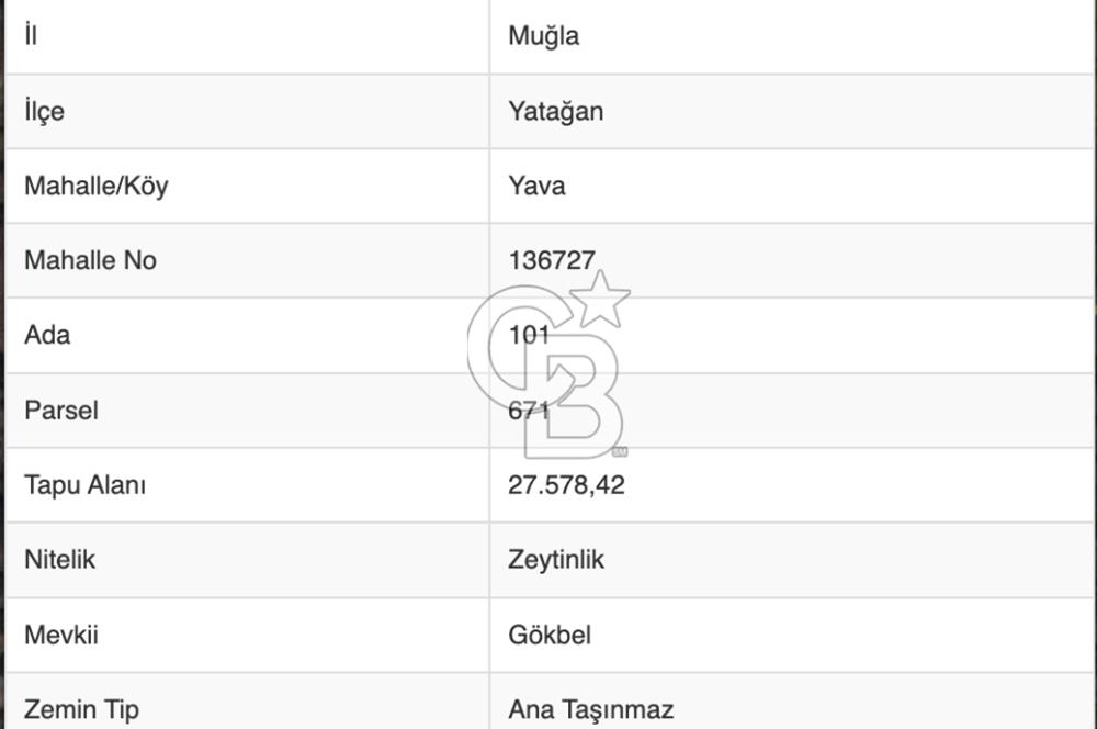 YATAĞAN YAVA KÖYÜNDE 27.578 M2 ZEYTİNLİK