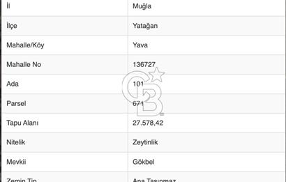 YATAĞAN YAVA KÖYÜNDE 27.578 M2 ZEYTİNLİK